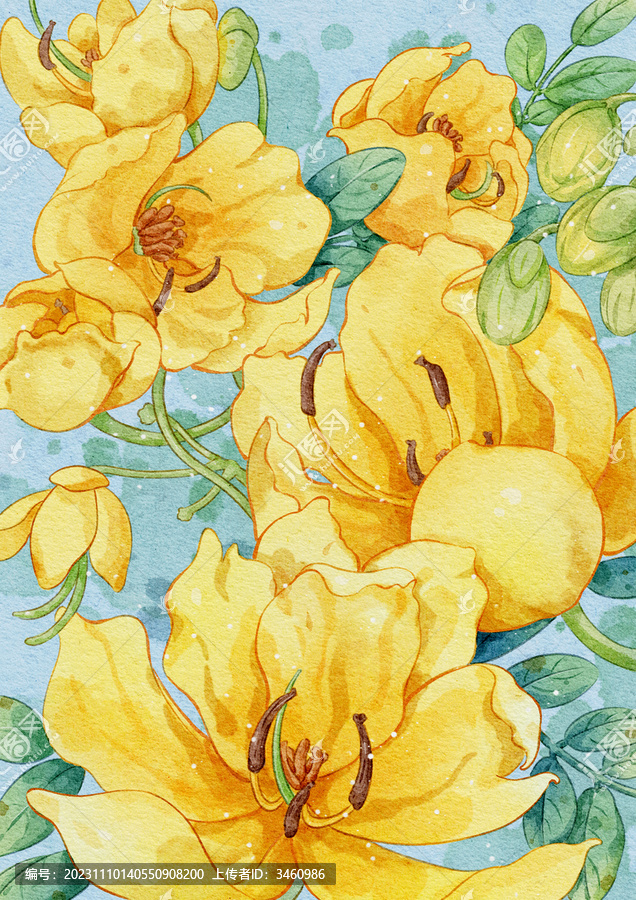 決明子花
