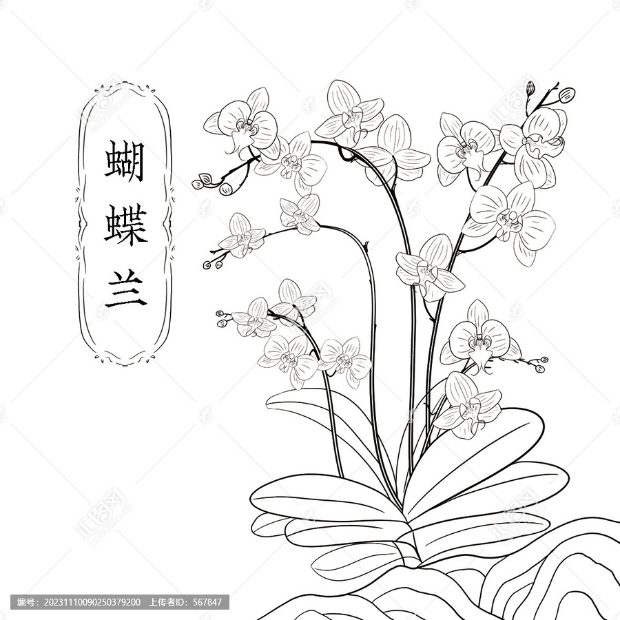 蝴蝶蘭黑白線描插畫