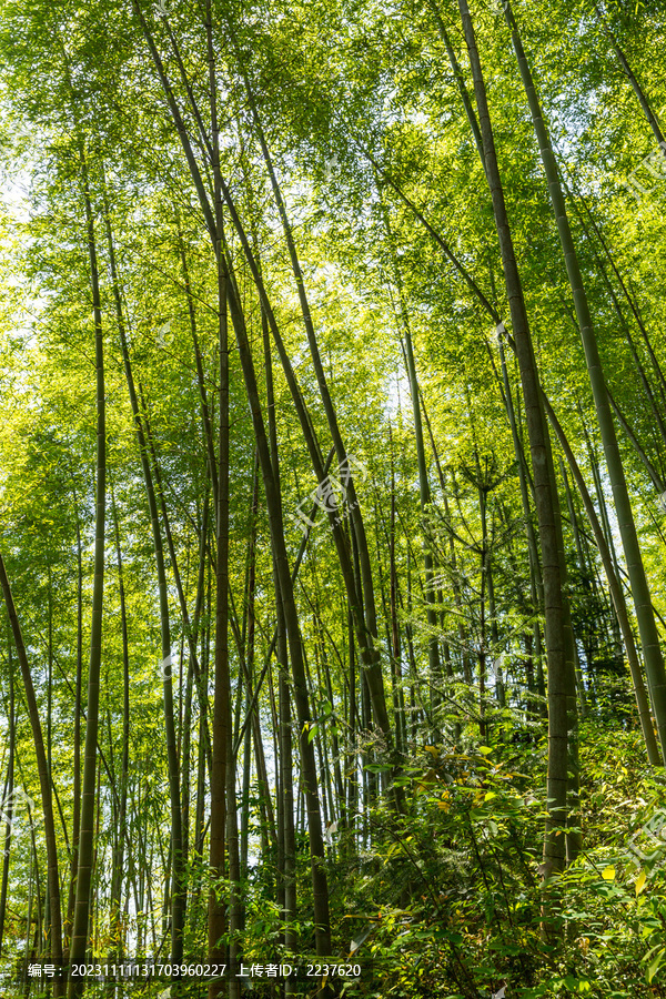 阳光竹林素材