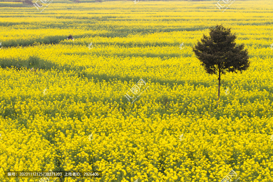 油菜花地