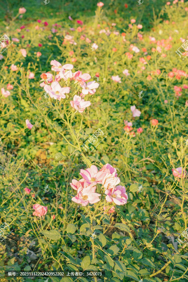 阳光下的月季花丛