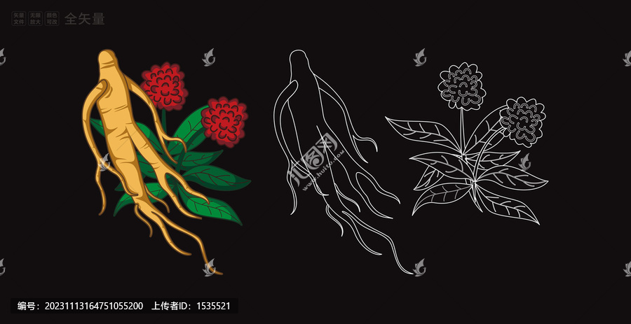 中醫(yī)中藥材人參插畫線稿