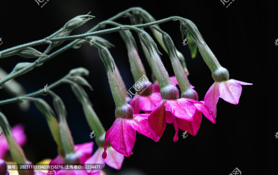 唯美菊花