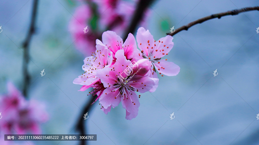 桃花树