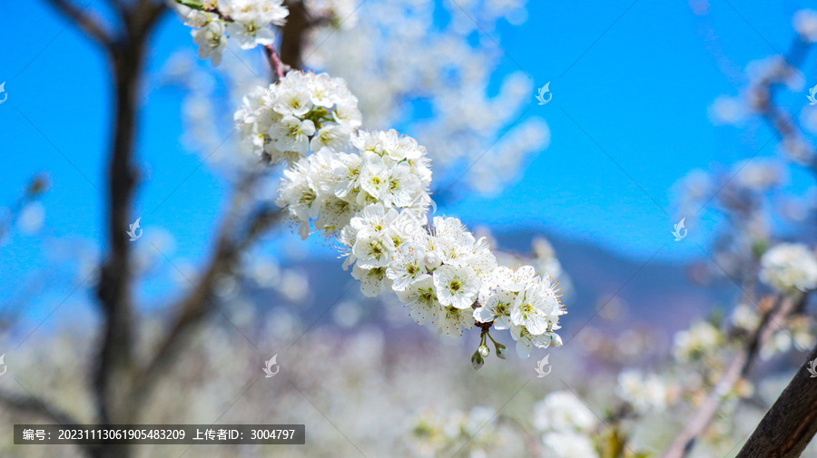 李花