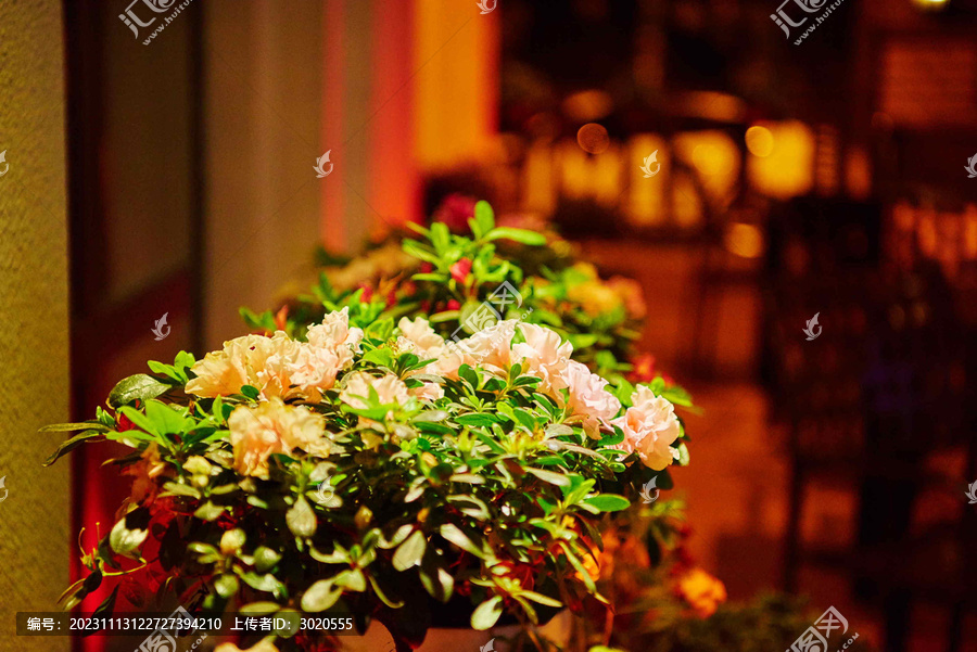 餐馆装饰花卉