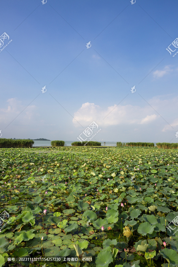 太湖野生荷塘