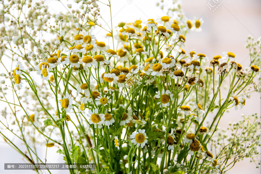 一束洋甘菊