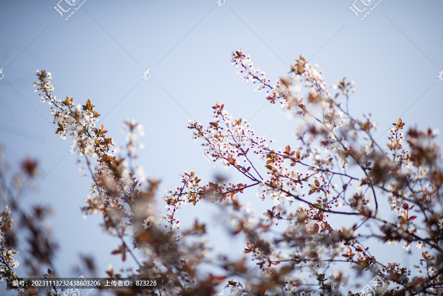 春天阳光下的紫叶李花微距特写