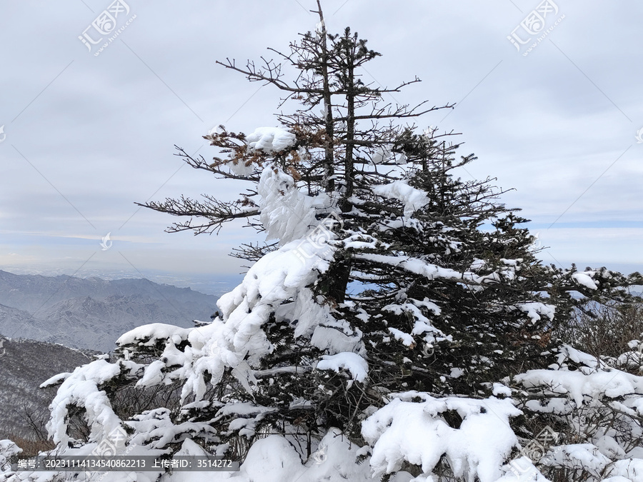 秦岭山顶积雪杉树