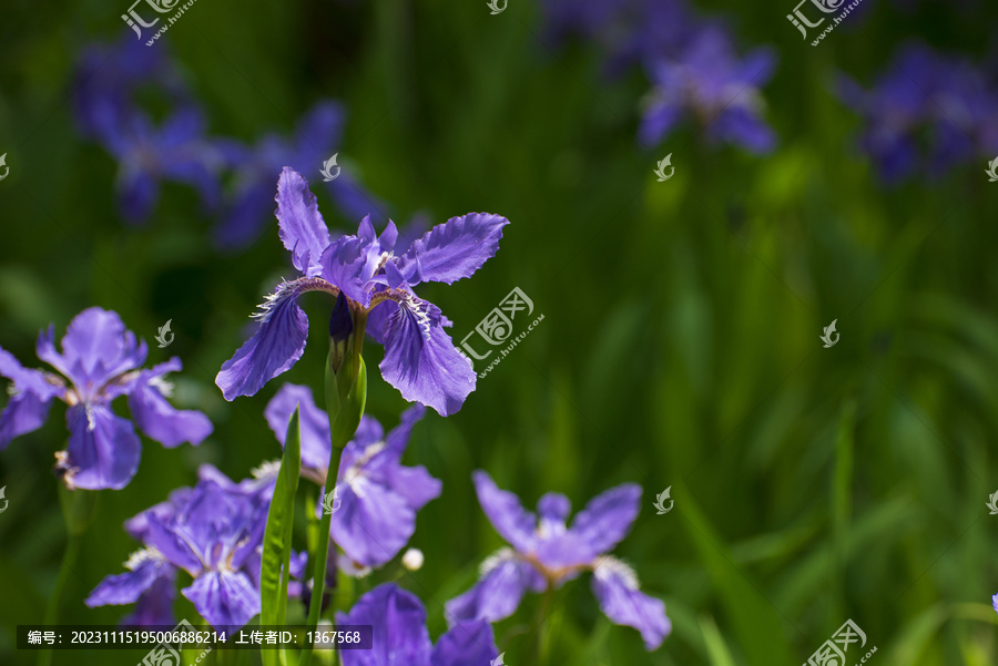 鸢尾花