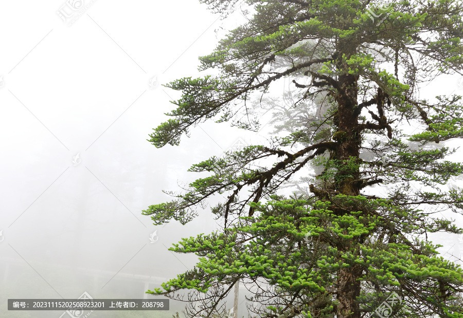 云雾缭绕瓦屋山原始森林