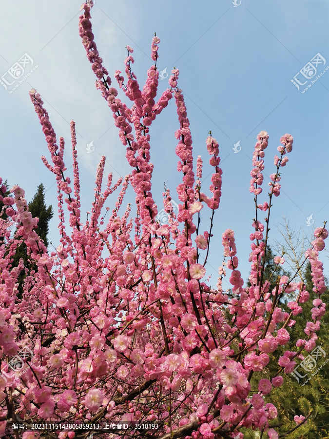 榆叶梅