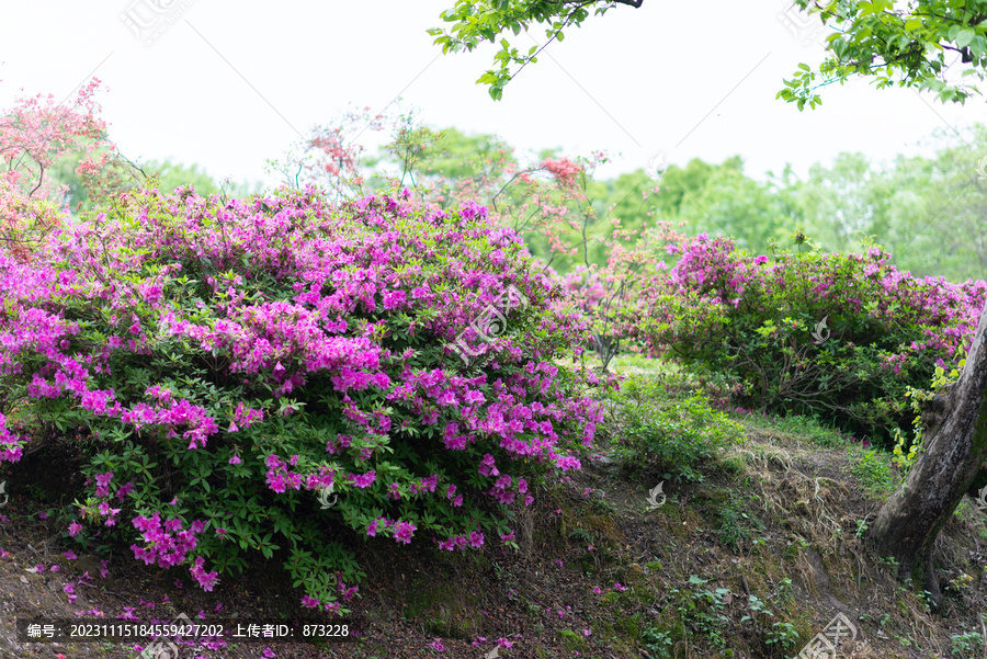 杭州西溪湿地杜鹃花丛