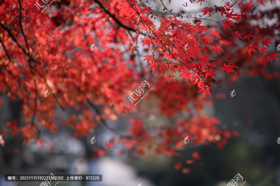 秋天逆光下红色的枫叶