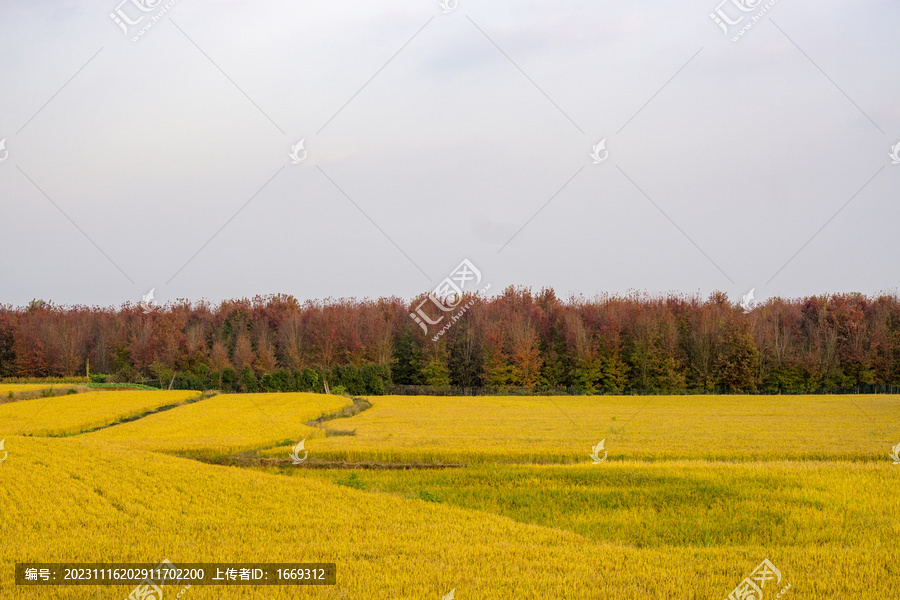 秋天金黄色的稻田与红枫树林