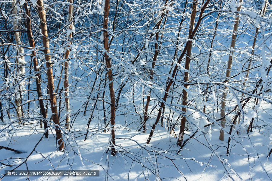 冬季树林雪地