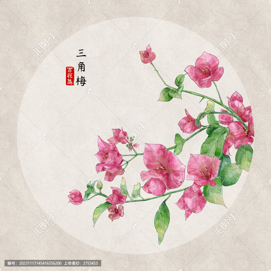 三角梅