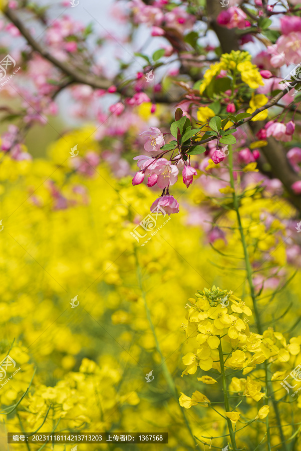 海棠花油菜花