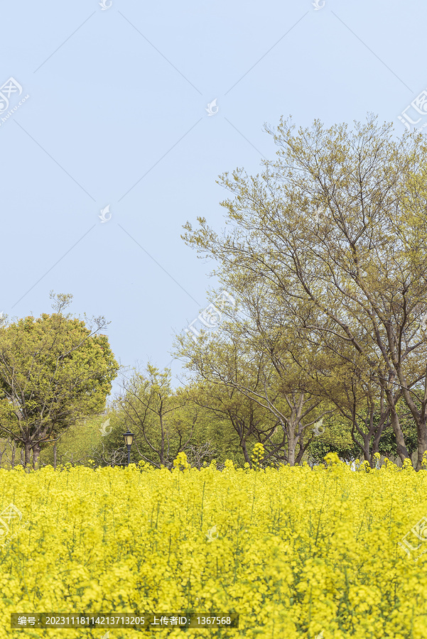 油菜花花海