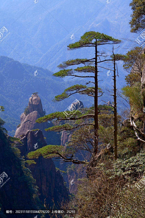 三清山迎客松