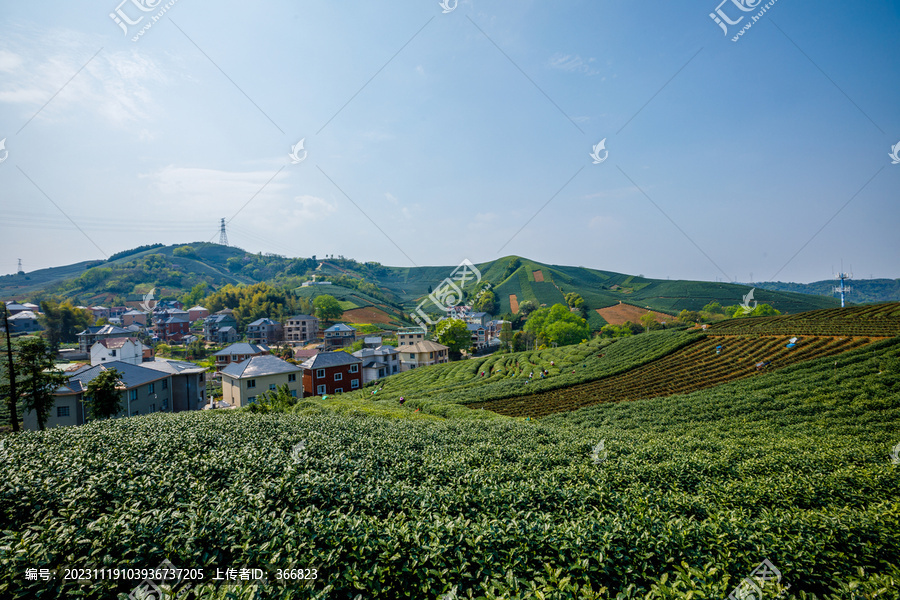 大朗山茶山