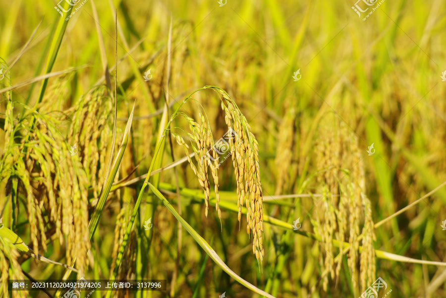 成熟的金色水稻