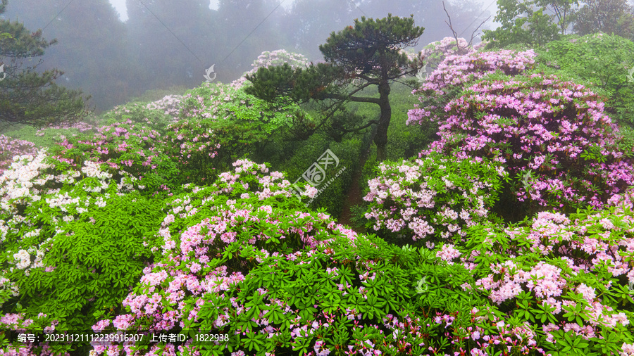 浙江天台千年杜鹃花