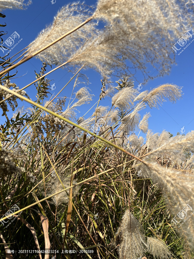 随风飘的芦苇花