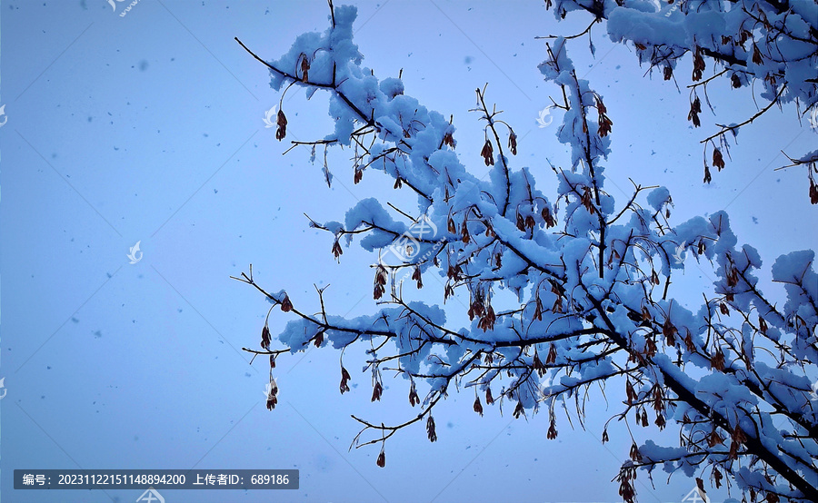 雪压枝头