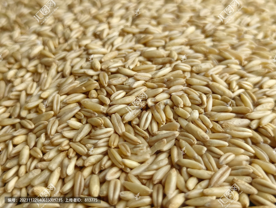 小麦粒