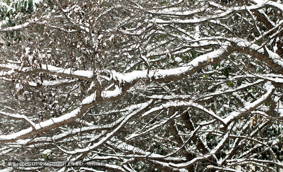 冬天里干树枝上的积雪