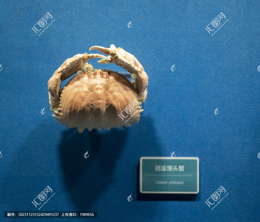 逍遥馒头蟹标本