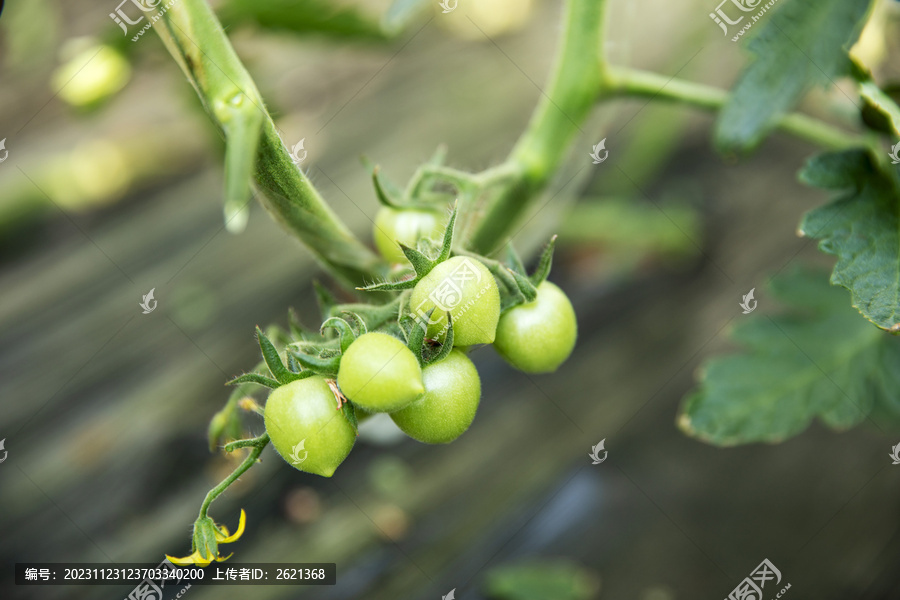 生长中的小番茄