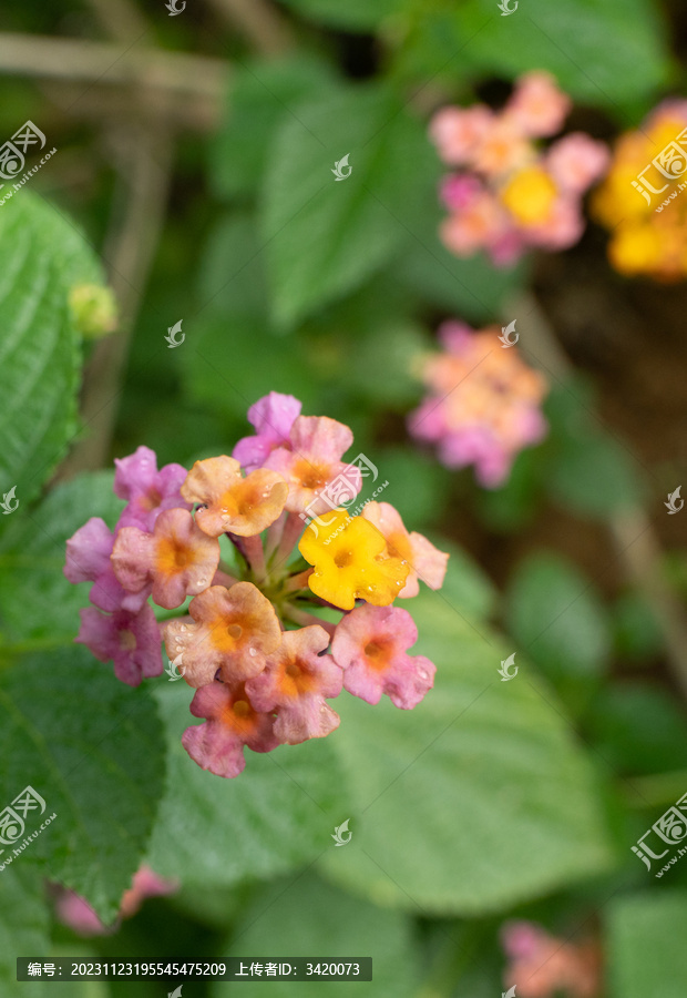 外来入侵植物马缨丹