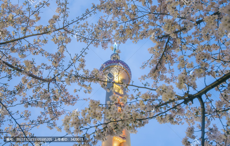 上海东方明珠电视塔与樱花