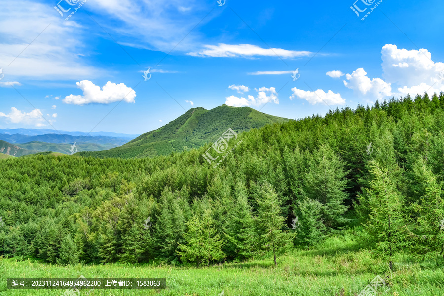 高山松林