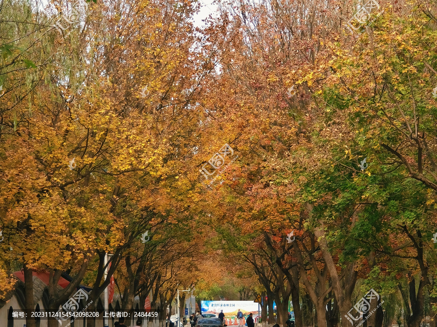 北京北宫森林公园秋景