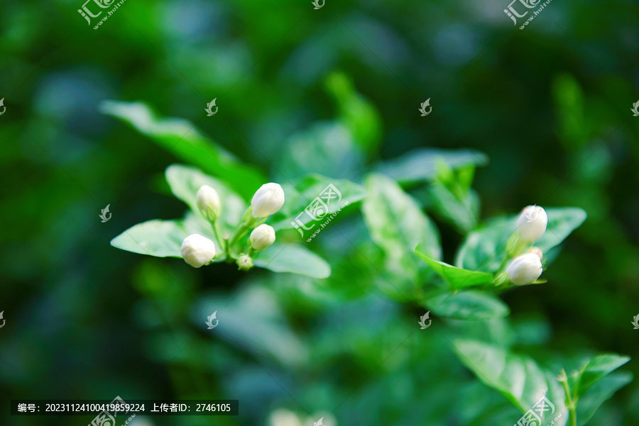 横县茉莉花特写