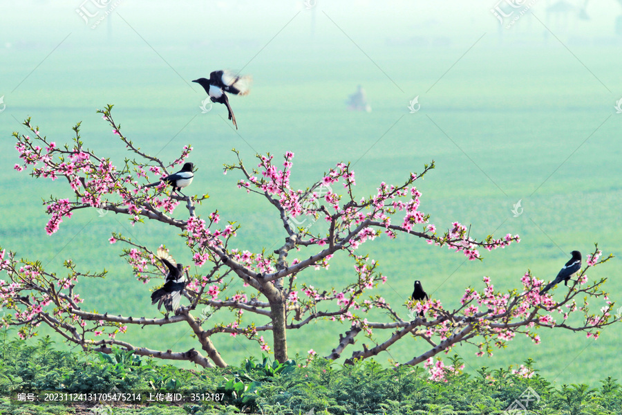 桃花节风景