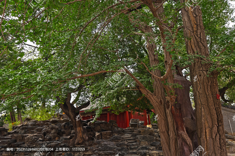 北京万寿寺银杏树