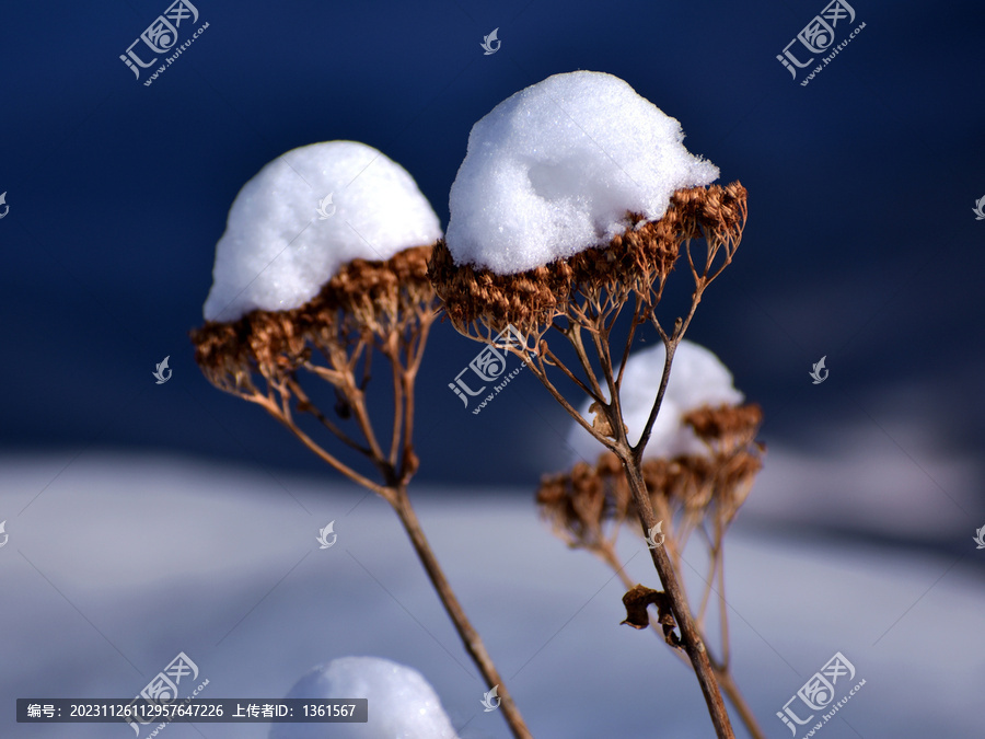 雪地