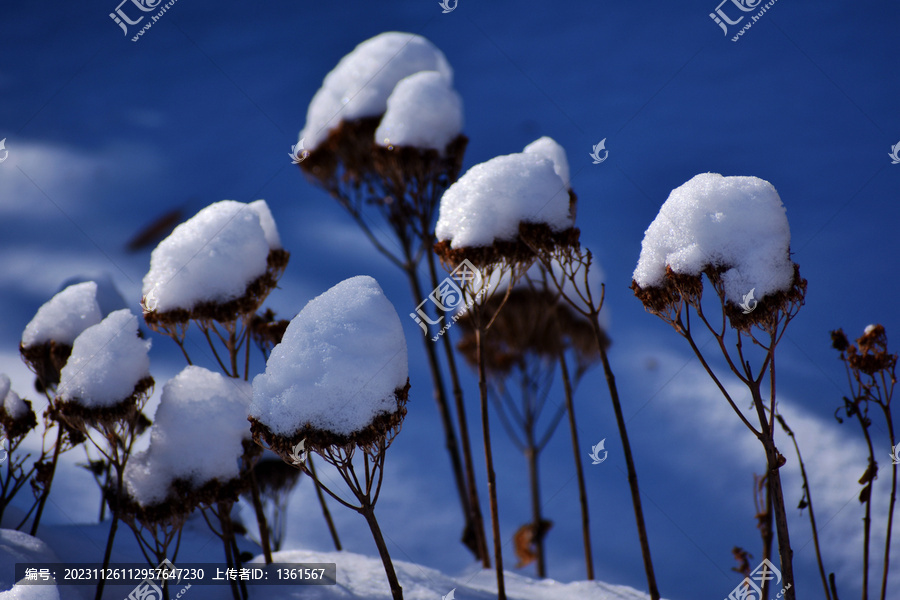 雪景