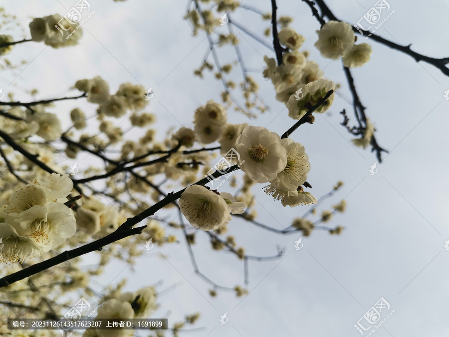 盛开的白梅花