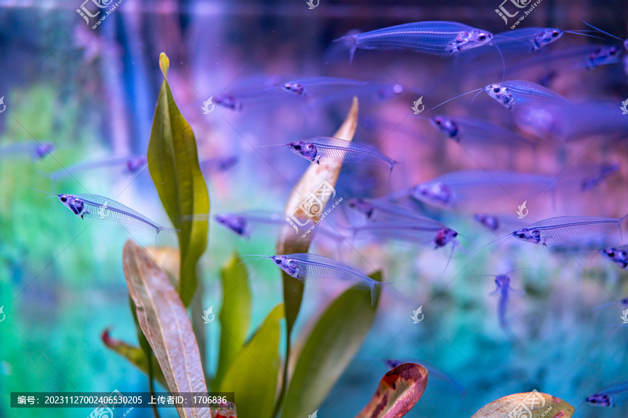 水族馆观赏鱼