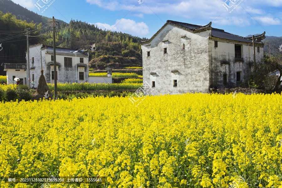 徽州乡村油菜花