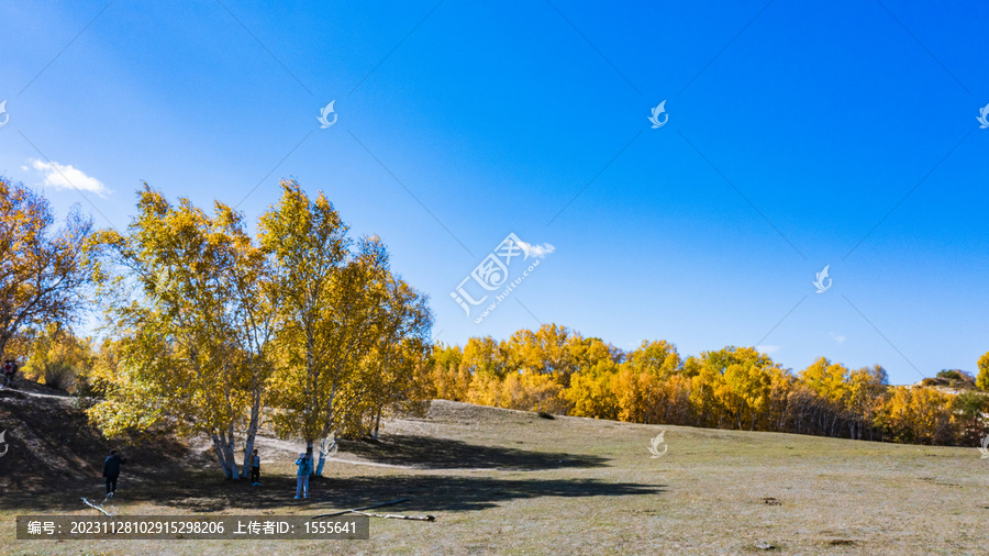 乌兰布统草原白桦树林