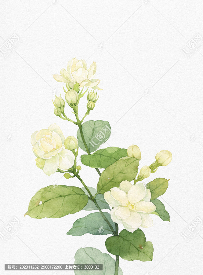 水彩手繪茉莉花