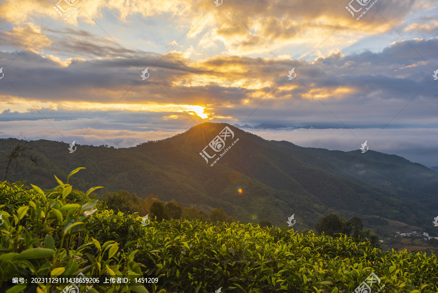 云霧茶山