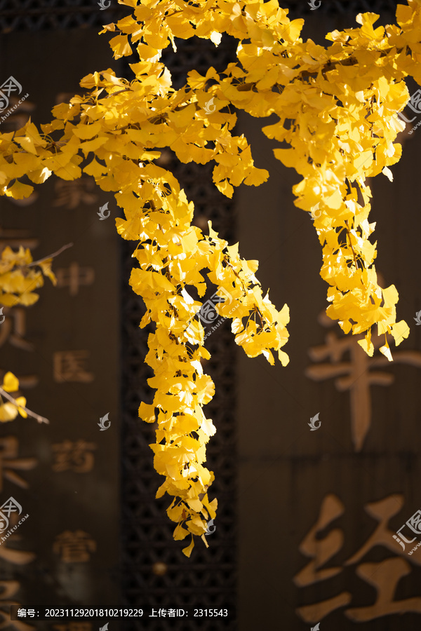 上海黄金城道金色的银杏